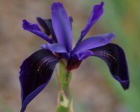 Deepest purple reflexing petals with fine yellow honey marks